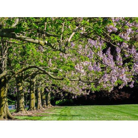 Paulownia Trees