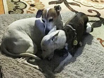 Pet Sitting Doggie Daycare Pet boarding dogs cats and exotics