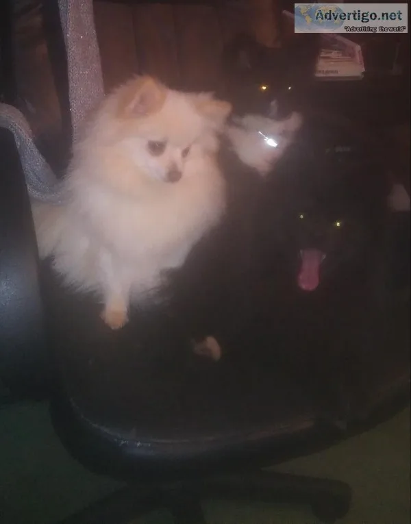 Pomeranian