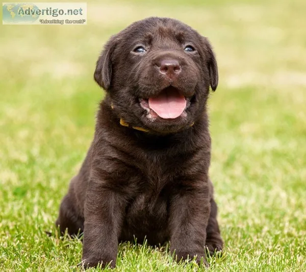 Do you love animals