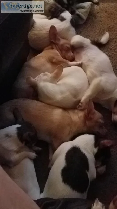 Free Chihuahua mix puppies