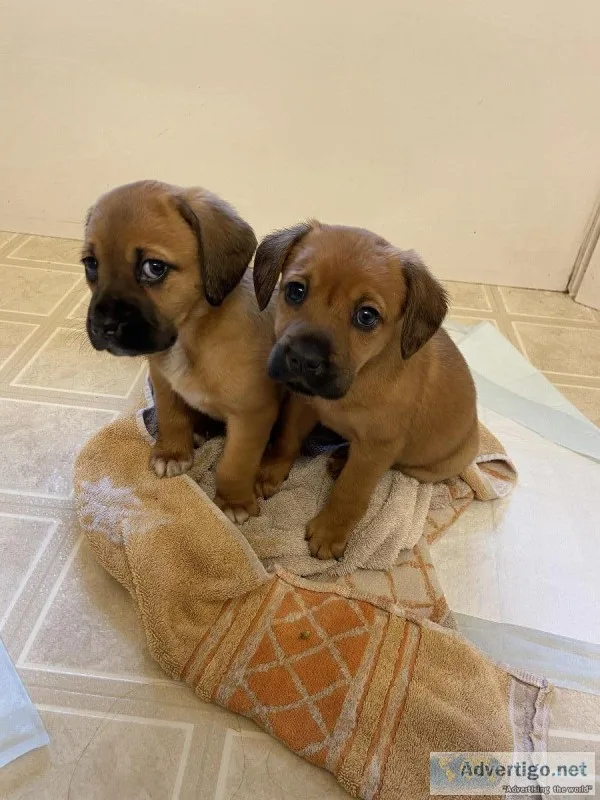 Puppies