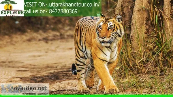 Wildlife Tour In Corbett Park