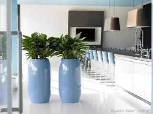 Best Indoor plants for offices  Foliage Indoor Plant Hire