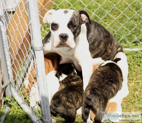 7 week Victorian Bull dog pups