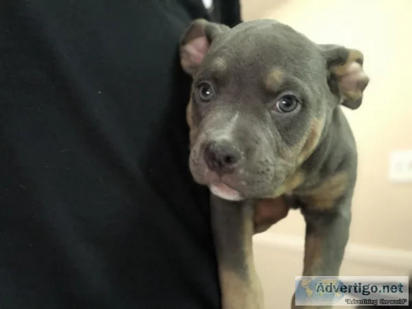 9 Week Tri Male Bully Pup