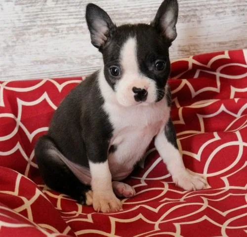 Boston Terrier Puppies For Sale