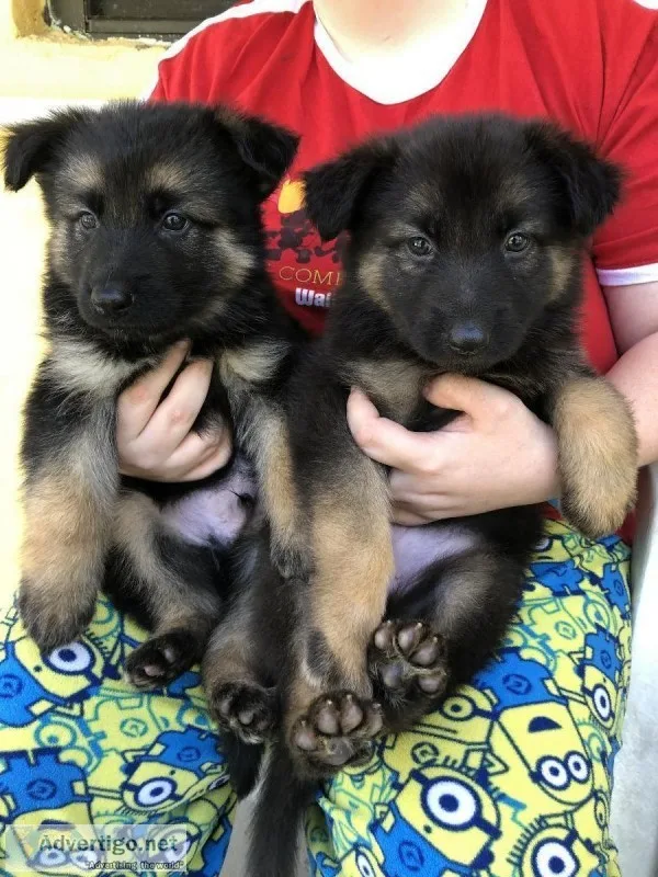 German Shepherd Pups plush coats