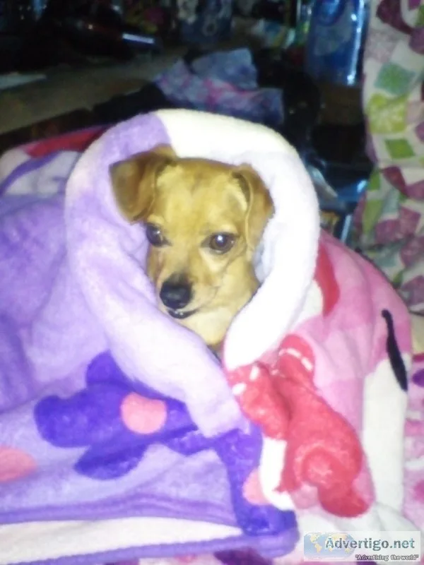 Male chihuahua missing
