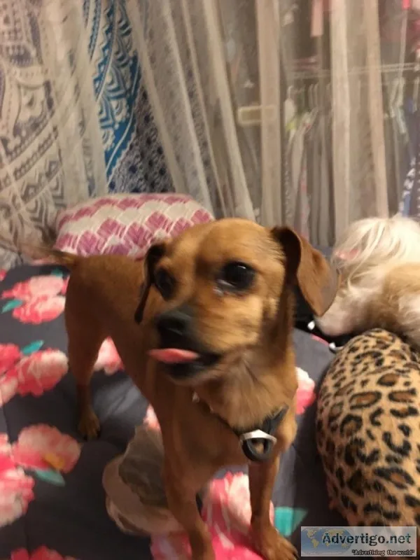 Lost Chihuahua mix