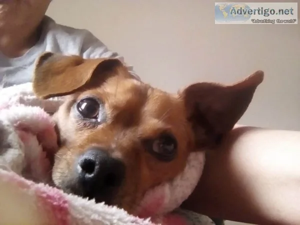 Lost Chihuahua mix