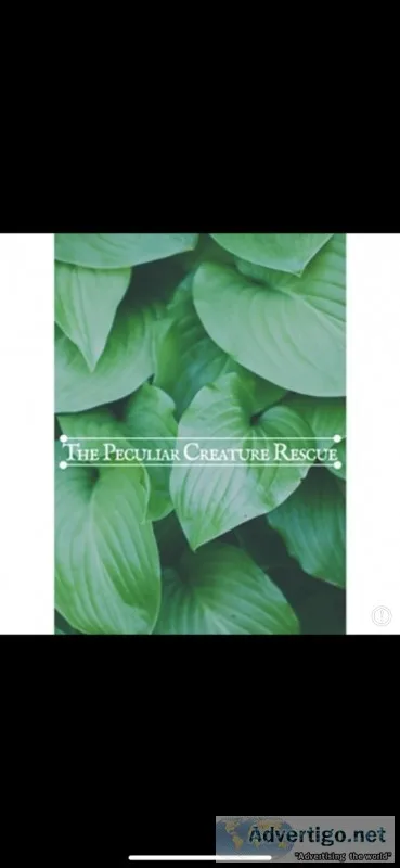 The Peculiar Creature Rescue