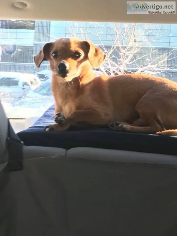 Lost Chihuahua mix