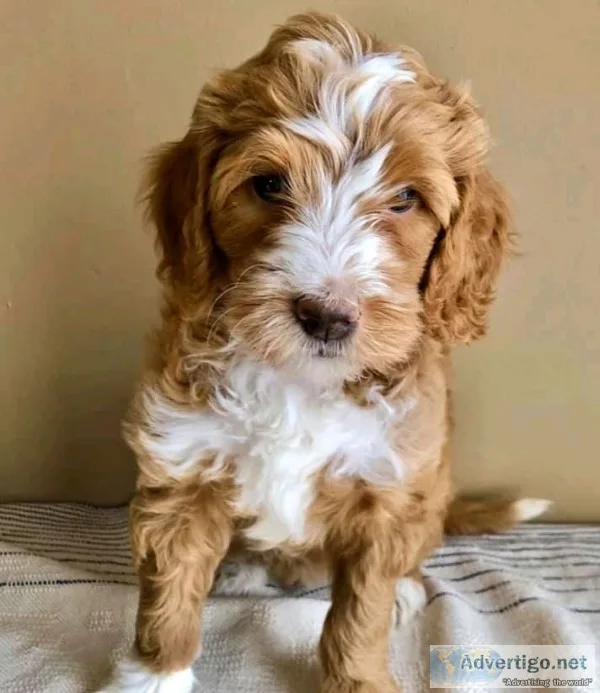 Adorable golden doodle puppy