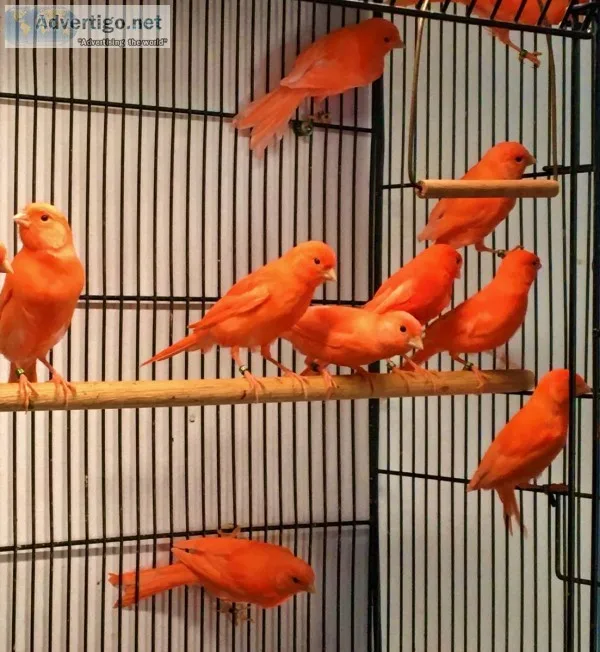 Red Factor Canaries for Sale