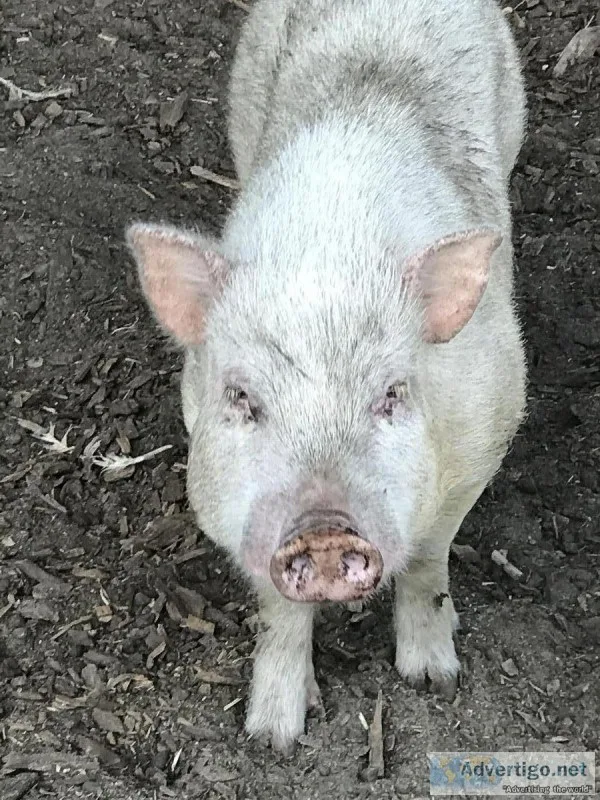 Baby mini pig
