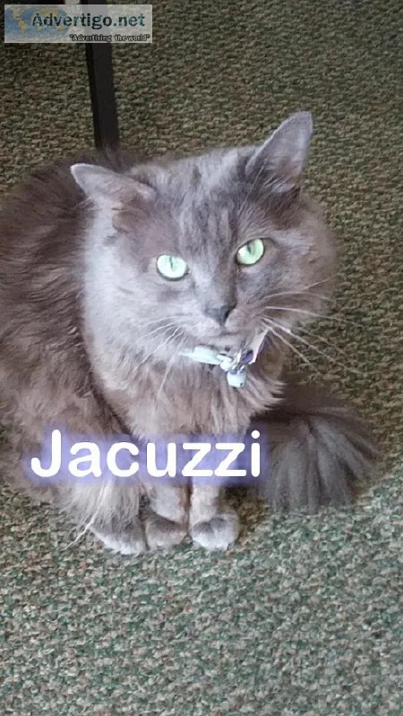Grey 9 year old Cat needs rehomed