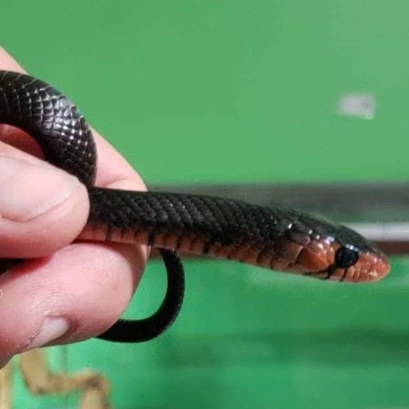 I have a gorgeous pair of red throat eastern indigo snakes .