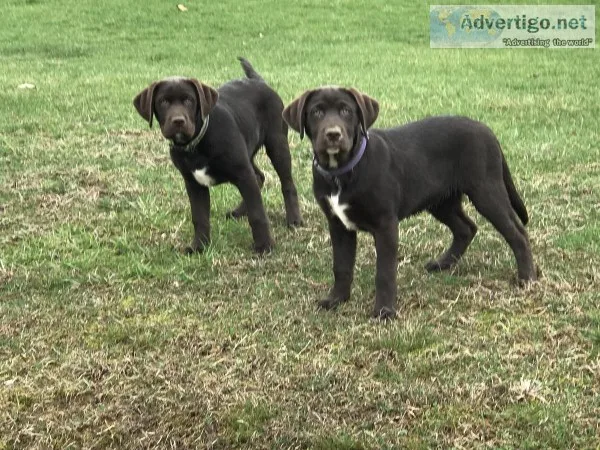 AKC Smart and Beautiful Lab. puppies 18 wks