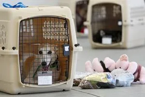 Are you scrutinizing a perfect pet relocation partner Contact PM