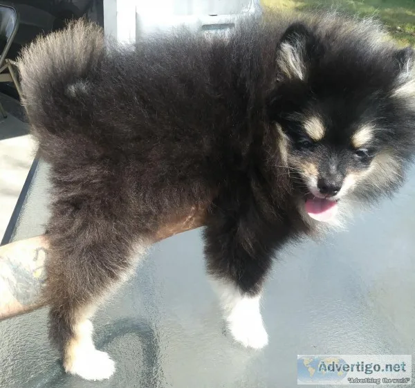 AKC Registered Pomeranian Puppy