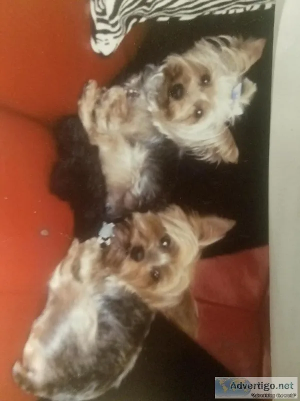 2 Free Yorkshire Terriers