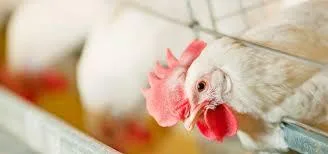 Best Poultry ERP Software Company in India