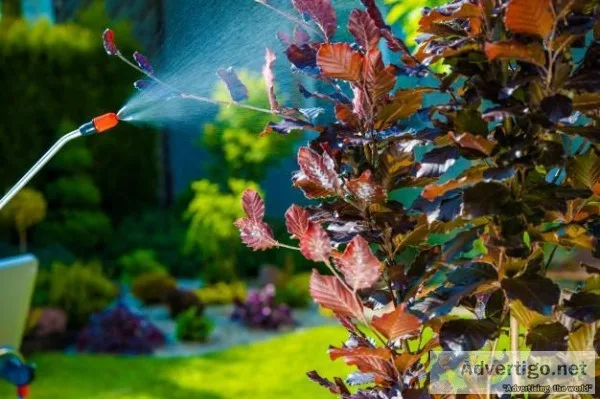 Pest Control Services In Dwarka - Pest Control In Dwarka
