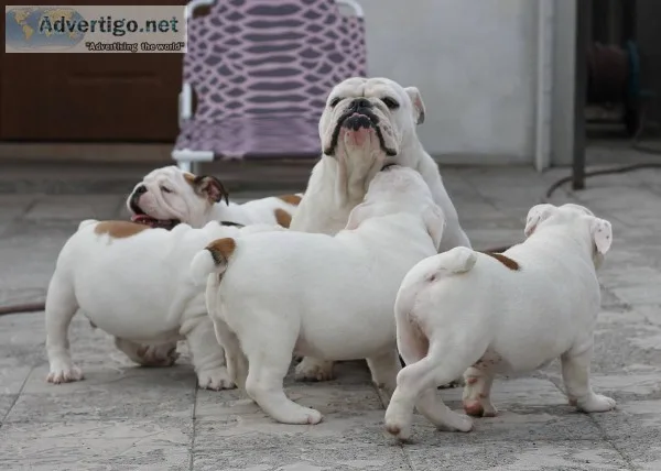 Perfectly English Bulldog Puppies