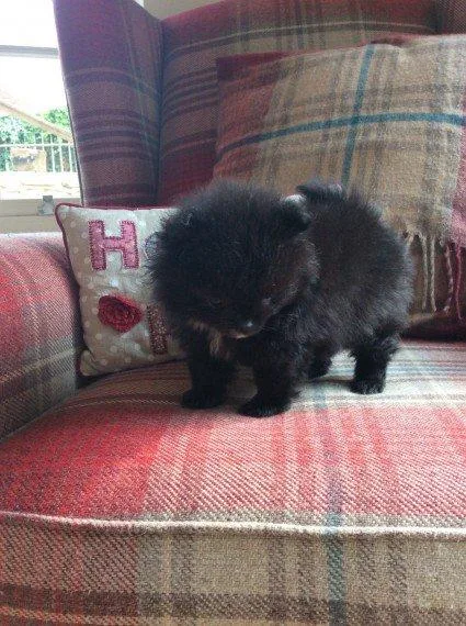 black Pom pup for adoption