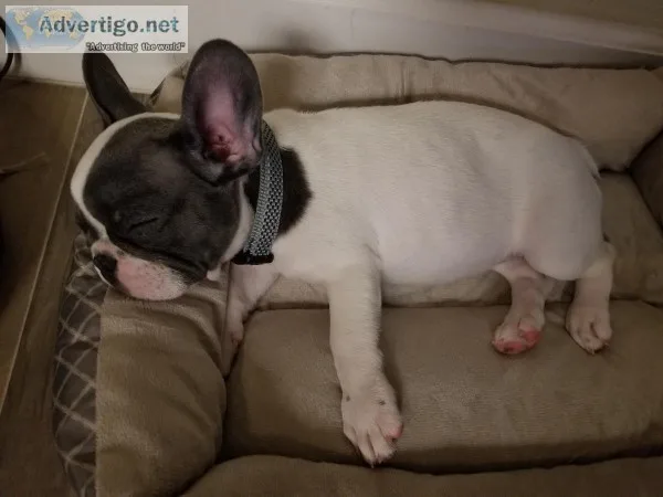 AKC French Bulldog