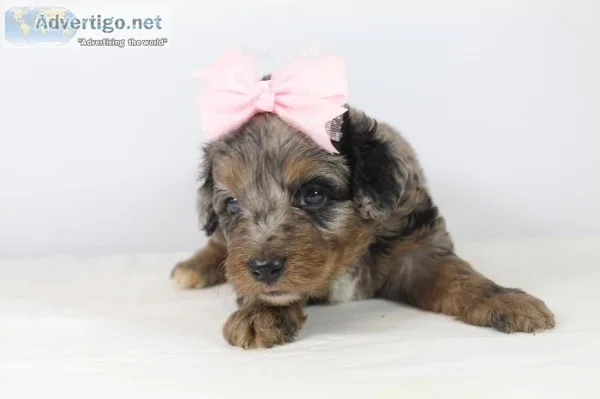 Tootsie F1 Mini Aussiedoodle