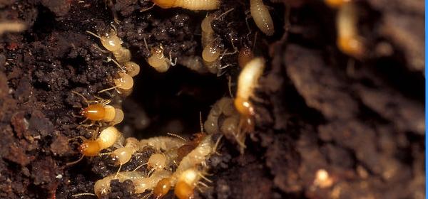 Biochem pest control Trichy Territory