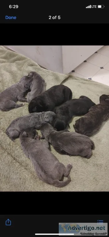 Cane Corso puppies