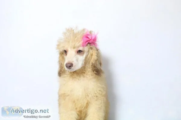Winnie AKC Moyen Poodle