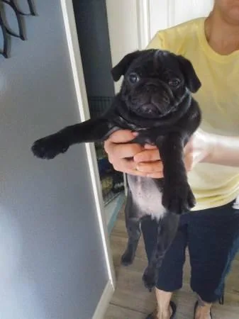 beautiful babies PUG really healthy.