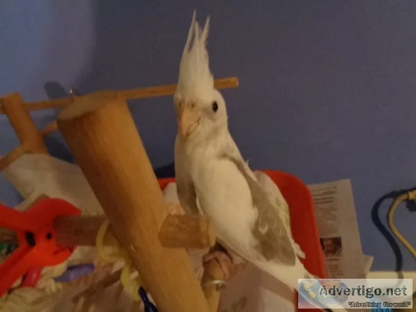 Hand fed baby cockatiel 8 weeks old