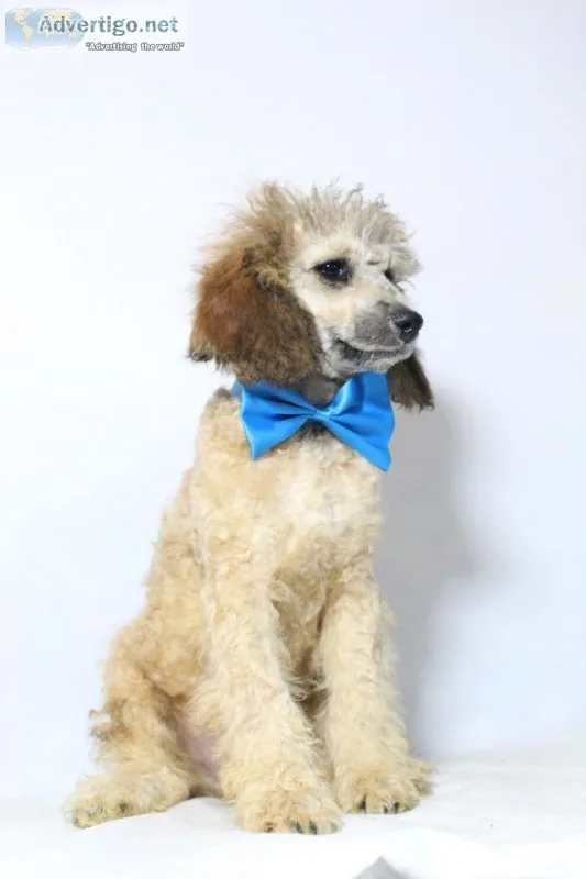 Graham AKC Moyen Poodle