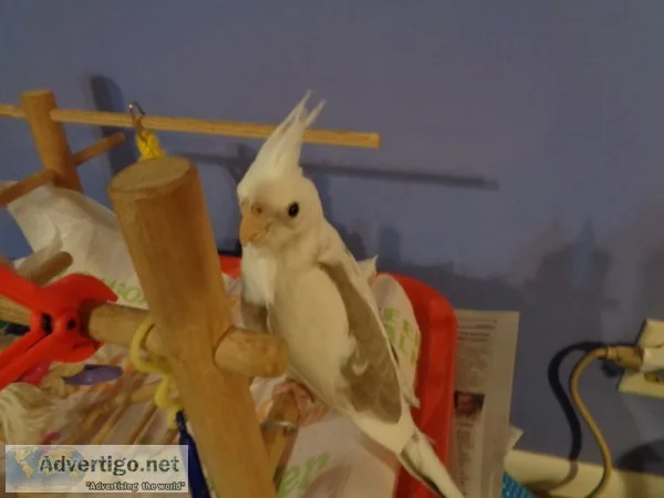 Hand fed baby cockatiel 8 weeks old