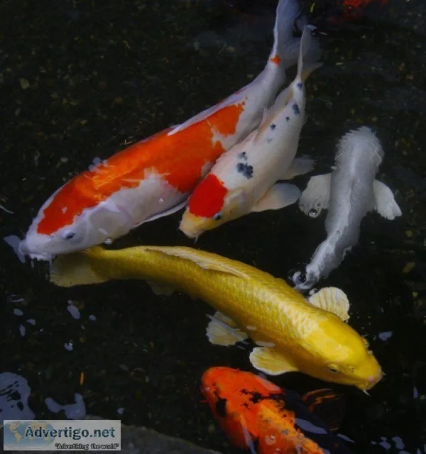Standard Grade Assorted Koi Fish