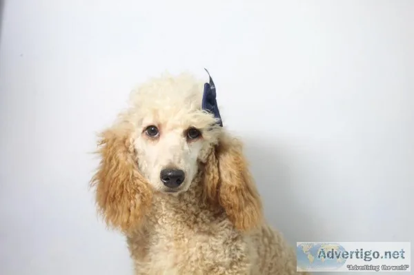 Gidgette AKC Moyen Poodle