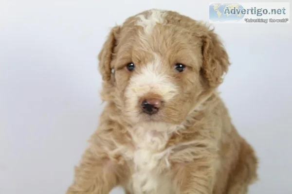 Flash F1b Mini Aussiedoodle