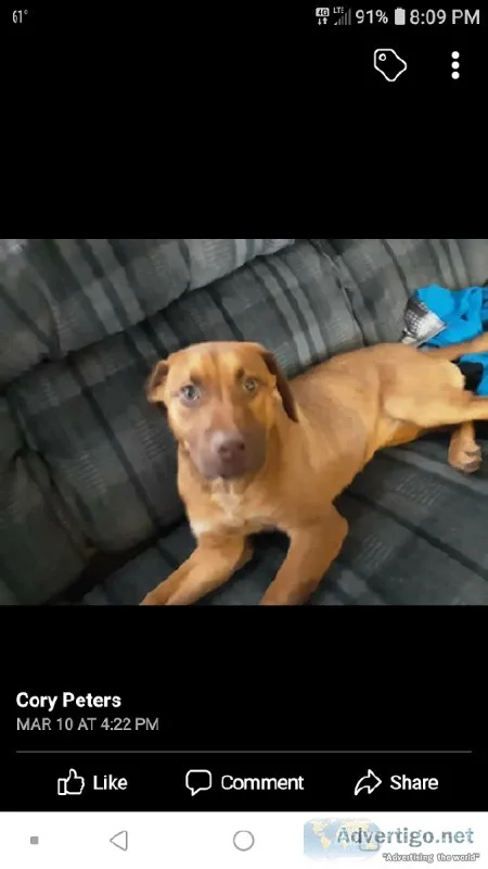 Free Female BloodhoundLab mix