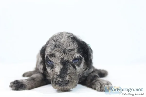 Nibbles AKC Mini Poodle