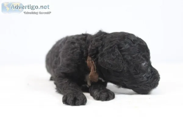 Gavin AKC Mini Poodle