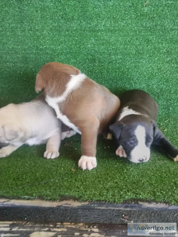 Free to a good home