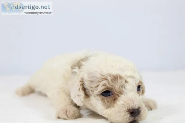 Snowflake Akc Mini Poodle