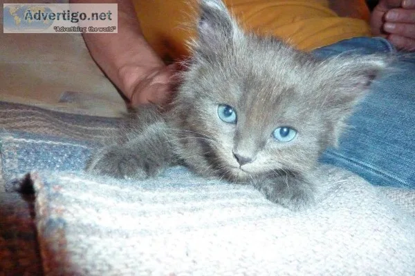 WANTED solid gray longhired male kitten