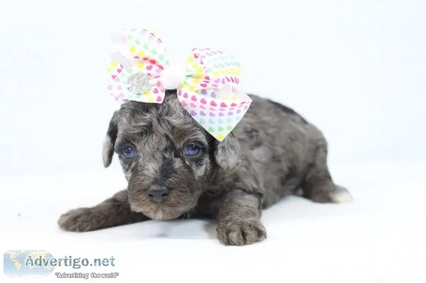 Clover AKC Mini Poodle