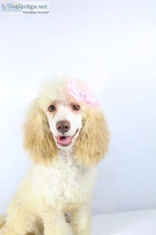 Avery AKC Moyen Poodle